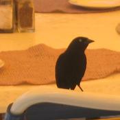 Carib Grackle